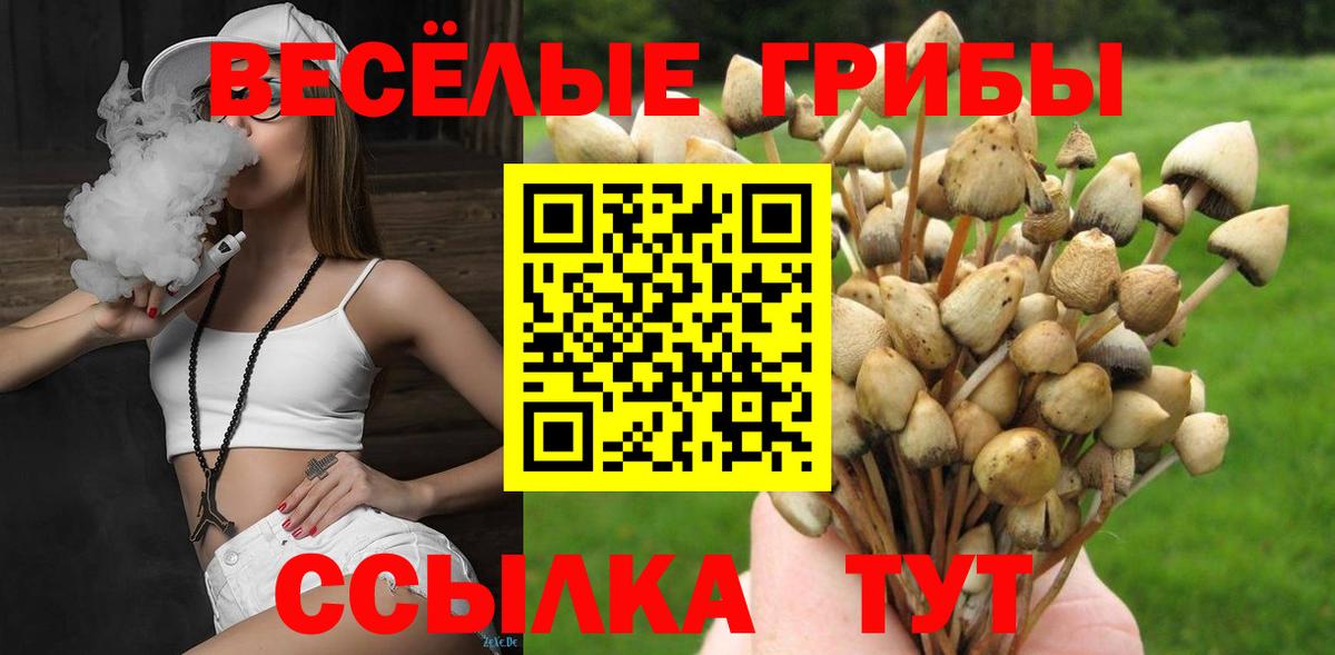 Псилоцибиновые грибы Psilocybine cubensis Новокубанск